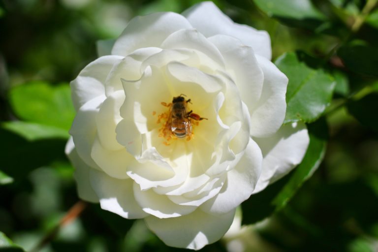 Olivia Feild — Buzzy Bee