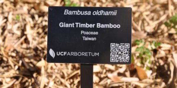 GiantTimberBamboo02